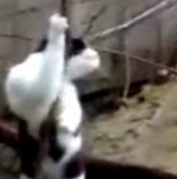 A Pole Dance for Purrverts